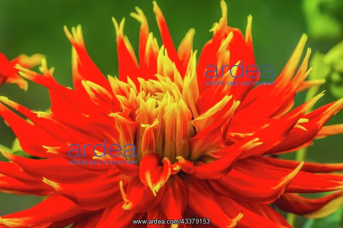 : Red yellow orange dinnerplate dahlia blooming. Dahlia : Red yellow orange dinnerplate dahlia blooming. Dahlia