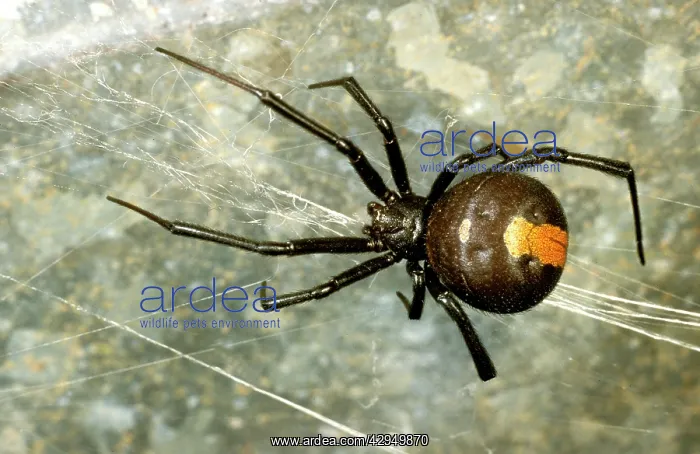 : Redback spider : Redback spider