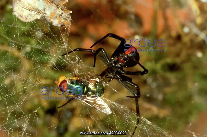 : Redback spider - female with captured fly : Redback spider - female with captured fly