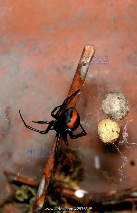 : Redback spider - female with egg sacs : Redback spider - female with egg sacs