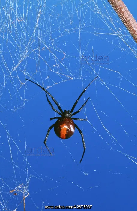 : Redback Spider - female, very poisonous : Redback Spider - female, very poisonous