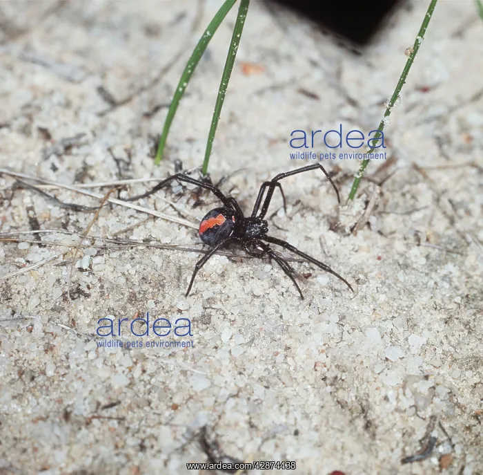 : REDBACK SPIDER - male : REDBACK SPIDER - male