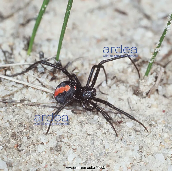 : Redback Spider - male : Redback Spider - male
