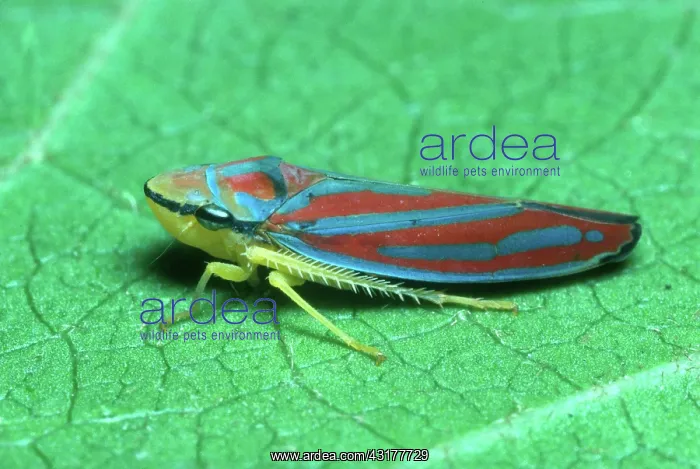  : Redbanded Leafhopper