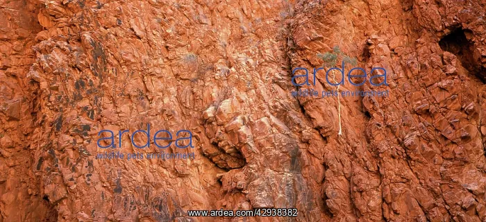 : Redbank Gorge, rock face. West MacDonnell National : Redbank Gorge, rock face. West MacDonnell National
