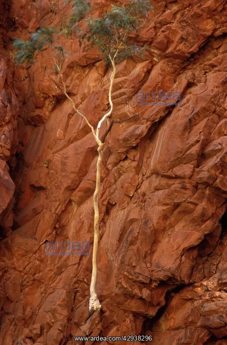: Redbank Gorge with tenacious tree. West MacDonnell : Redbank Gorge with tenacious tree. West MacDonnell