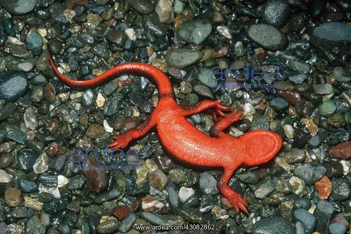 : Redbelly Newt : Redbelly Newt