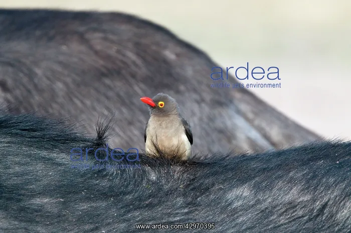 : Redbilled Oxpecker - on back of buffalo : Redbilled Oxpecker - on back of buffalo