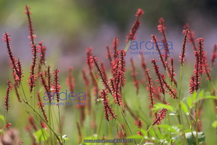 : Redbistort : Redbistort