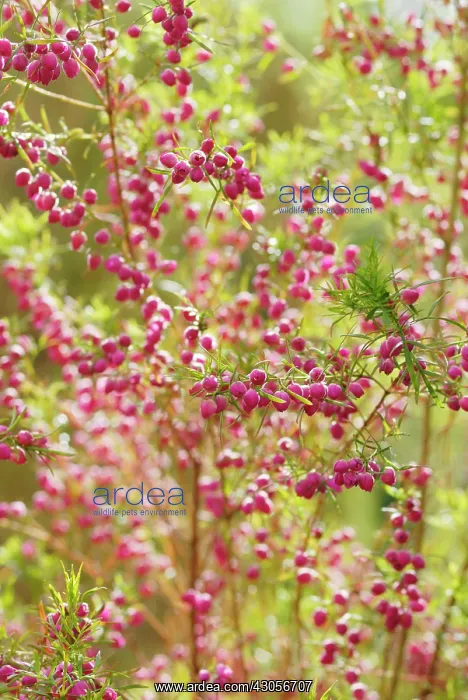 : Redboronia : Redboronia