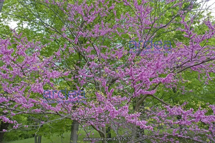 : Redbud - Native to much of Eastern and Central U.S : Redbud - Native to much of Eastern and Central U.S