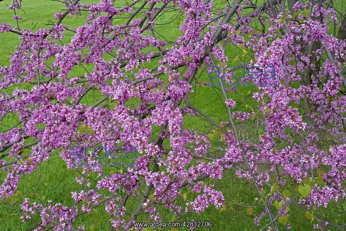  : Redbud - Native to much of Eastern and Central U.S