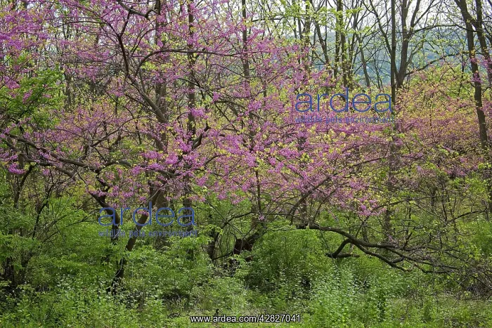 : Redbud Tree : Redbud Tree