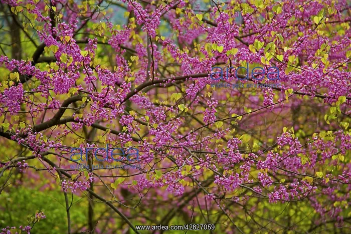 : Redbud Tree : Redbud Tree