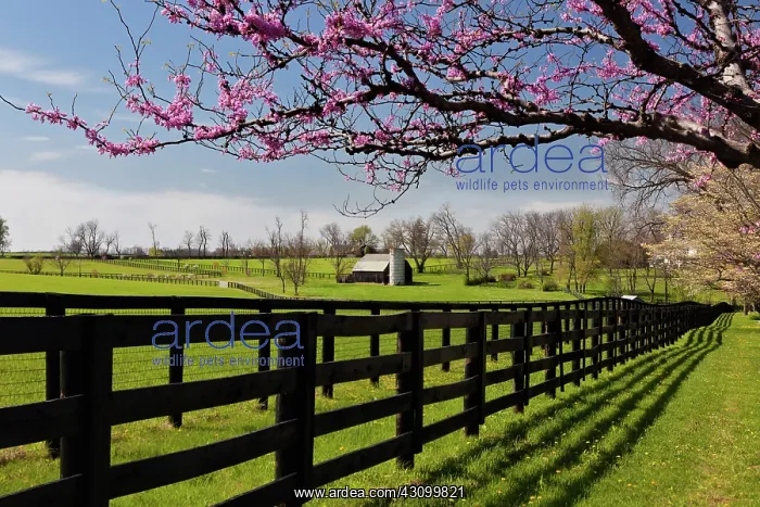 : Redbud Trees in Bloom : Redbud Trees in Bloom