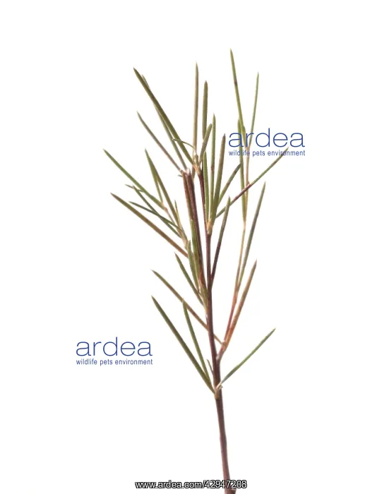 : Redbush, Rooibus : Redbush, Rooibus