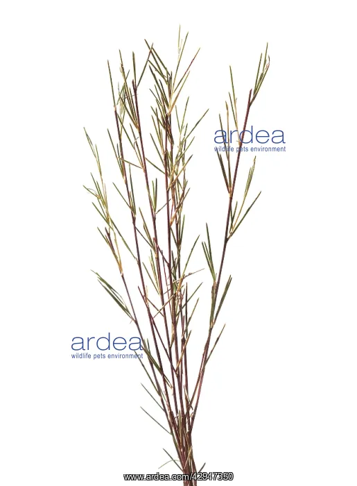 : Redbush, Rooibus : Redbush, Rooibus