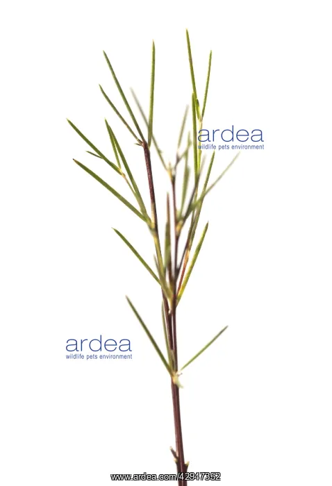 : Redbush, Rooibus : Redbush, Rooibus
