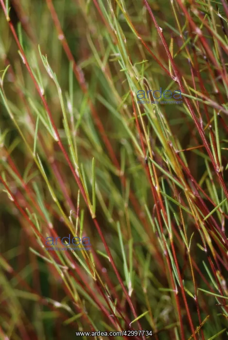 : Redbush, Rooibus : Redbush, Rooibus