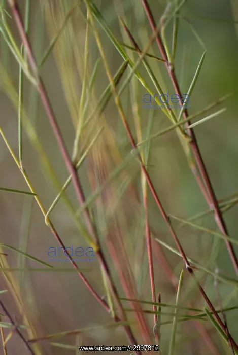 : Redbush, Rooibus : Redbush, Rooibus