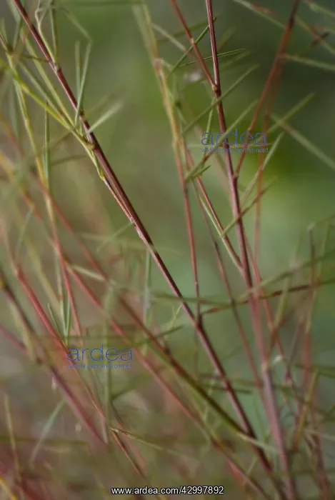 : Redbush, Rooibus : Redbush, Rooibus