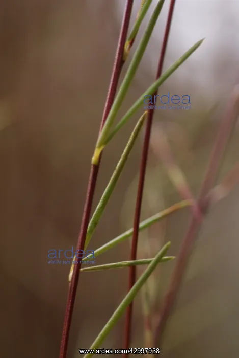 : Redbush, Rooibus : Redbush, Rooibus