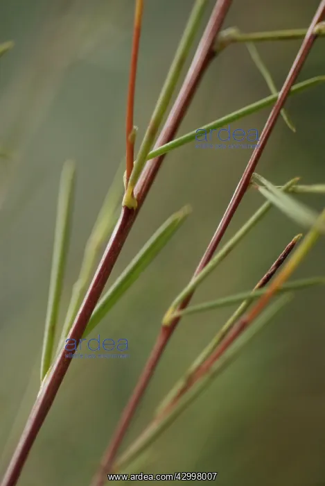: Redbush, Rooibus : Redbush, Rooibus