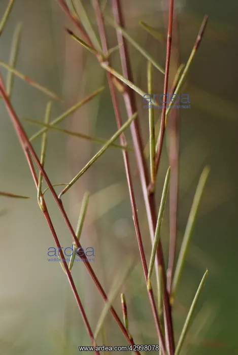 : Redbush, Rooibus : Redbush, Rooibus