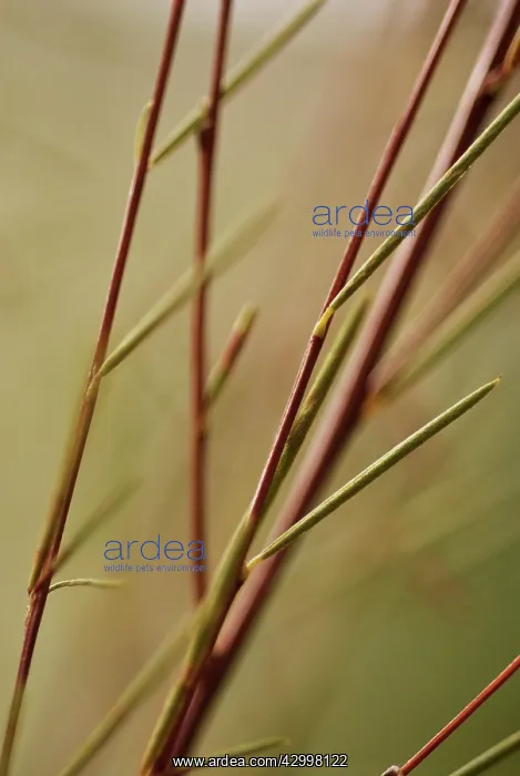 : Redbush, Rooibus : Redbush, Rooibus