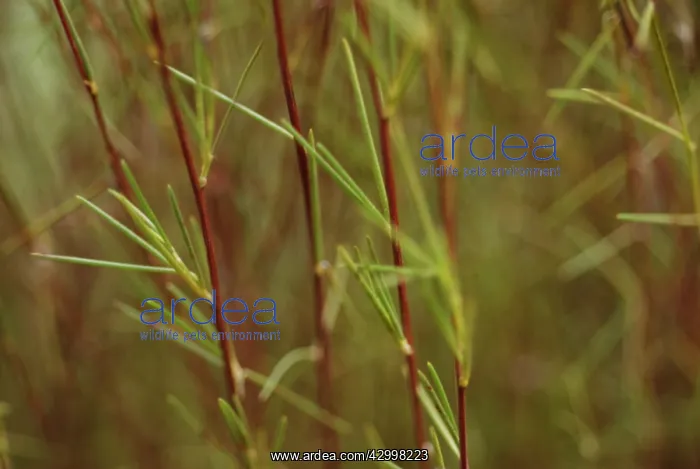 : Redbush, Rooibus : Redbush, Rooibus