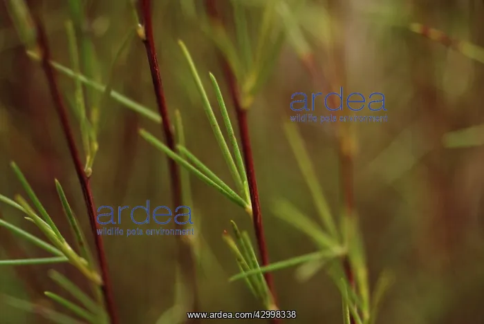 : Redbush, Rooibus : Redbush, Rooibus