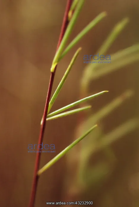 : Redbush, Rooibus : Redbush, Rooibus