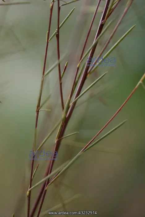 : Redbush, Rooibus : Redbush, Rooibus