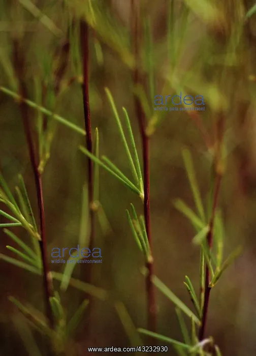 : Redbush, Rooibus : Redbush, Rooibus