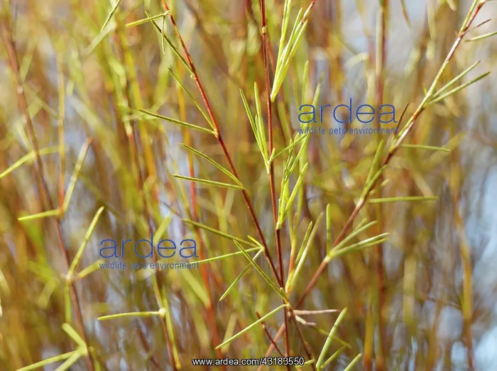 : Redbush or Rooibus, Aspalathus linearis, Side view : Redbush or Rooibus, Aspalathus linearis, Side view