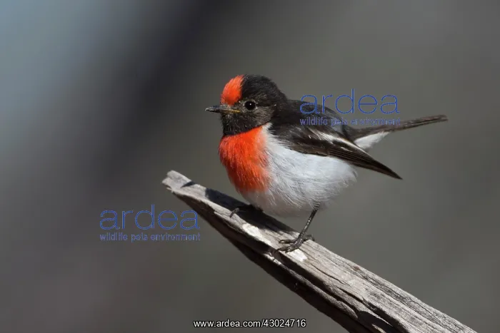 : Redcapped Robin a male perched on a branch Papunya No : Redcapped Robin a male perched on a branch Papunya No