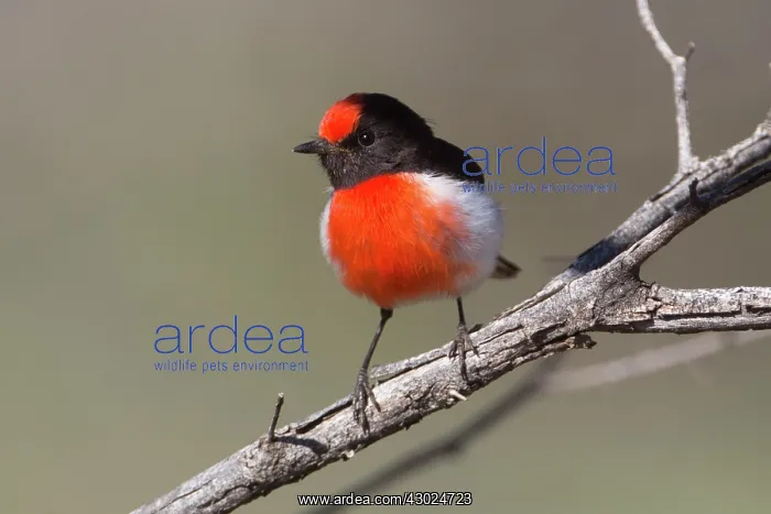  : Redcapped Robin a male perched on a branch Papunya No