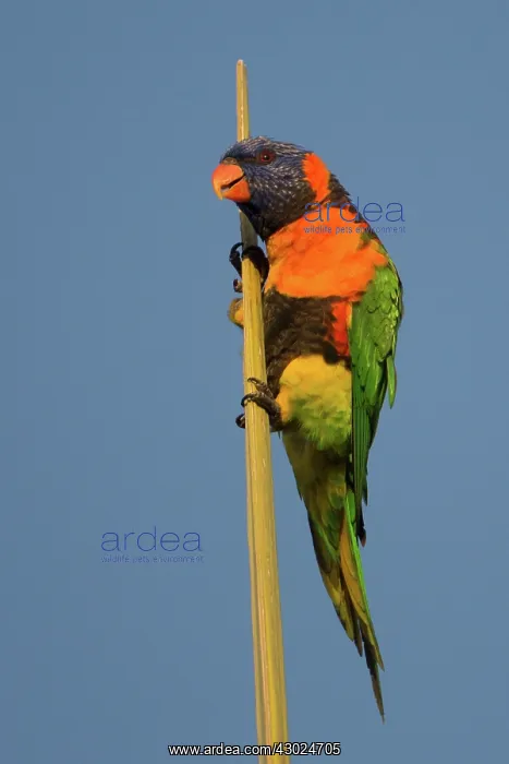 : Redcollared Lorikeet Clinging to the top of a palm Le : Redcollared Lorikeet Clinging to the top of a palm Le