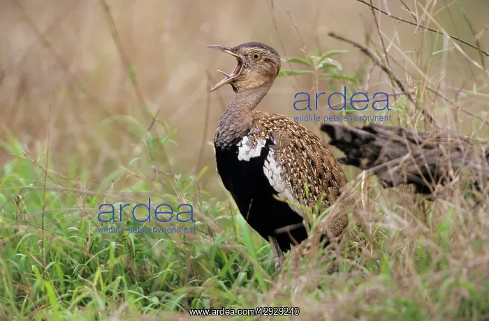 : Redcrested / Korhaan BUSTARD - Calling : Redcrested / Korhaan BUSTARD - Calling
