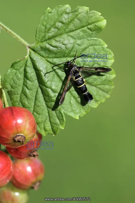 : Redcurrant : Redcurrant