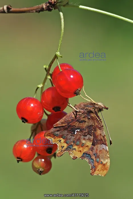 : Redcurrant : Redcurrant