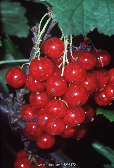 : REDCURRANT GROWING ON BUSH - close-up : REDCURRANT GROWING ON BUSH - close-up
