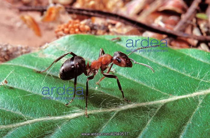 : Reddish-brown European Ant : Reddish-brown European Ant