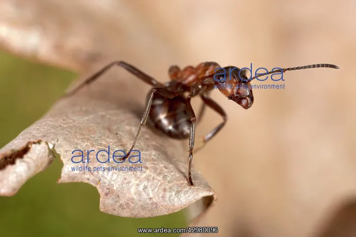 : Reddish-brown European Ant - attack posture : Reddish-brown European Ant - attack posture