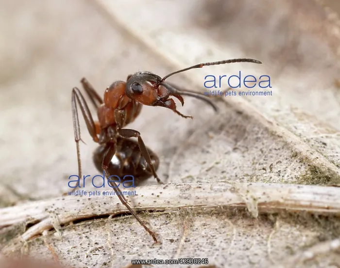 : Reddish-brown European Ant - attack posture : Reddish-brown European Ant - attack posture