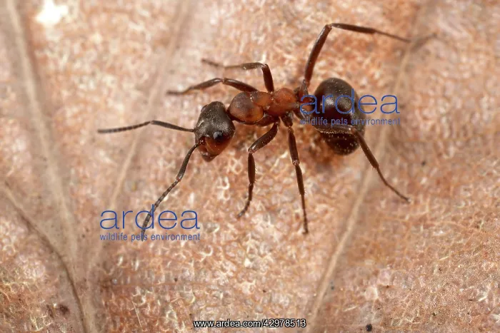 : Reddish-brown European Ant - on a dead leaf : Reddish-brown European Ant - on a dead leaf