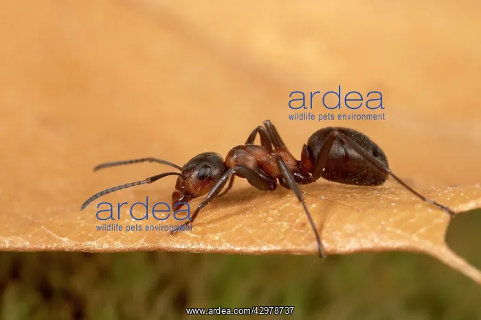 : Reddish-brown European Ant - on a dead leaf : Reddish-brown European Ant - on a dead leaf