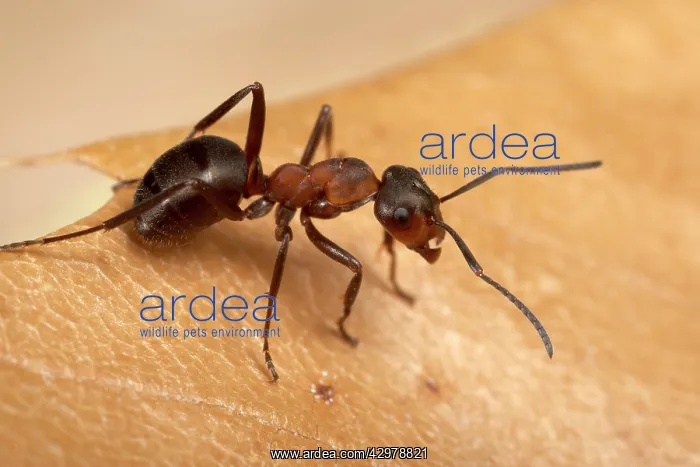 : Reddish-brown European Ant - on a dead leaf : Reddish-brown European Ant - on a dead leaf