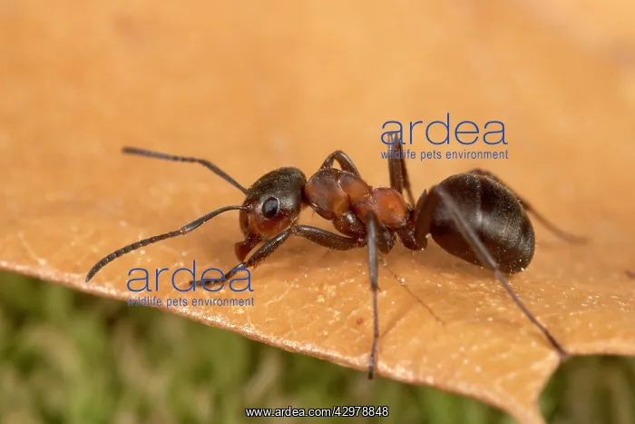: Reddish-brown European Ant - on a dead leaf : Reddish-brown European Ant - on a dead leaf