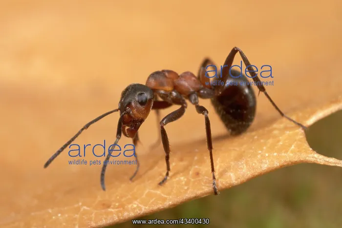 : Reddish-brown European Ant - on a dead leaf : Reddish-brown European Ant - on a dead leaf